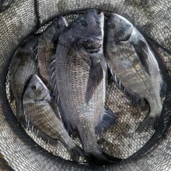 くろねこ流紀州釣りに挑戦！！